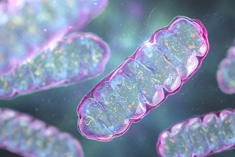 Mitochondria, a membrane-enclosed cellular organelles